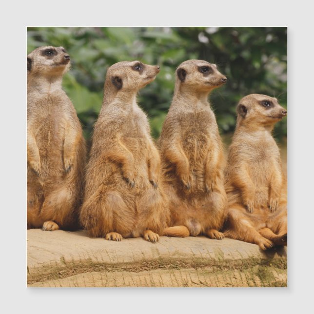 Meerkat 018 (Devant)