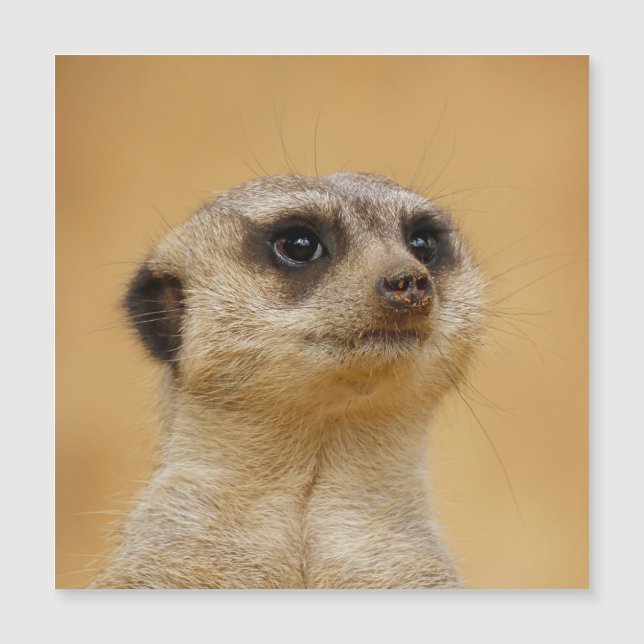 Meerkat 020 (Devant)