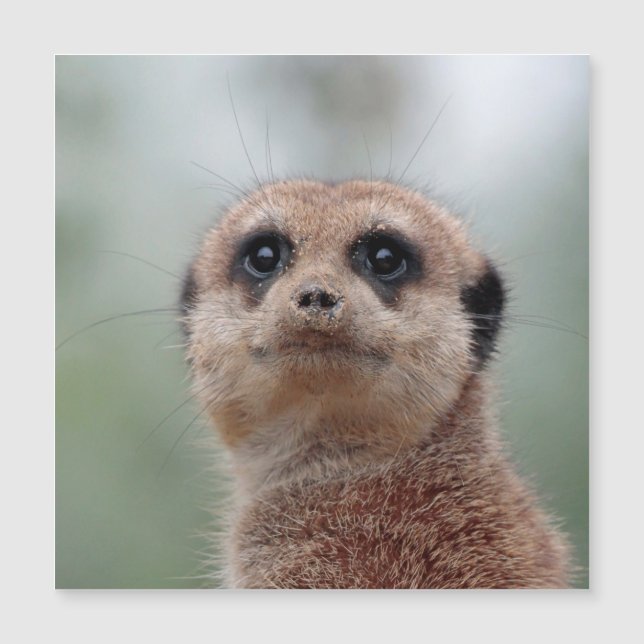 Meerkat 020 (Devant)
