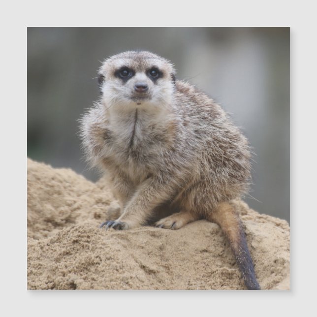 Meerkat 021 (Devant)