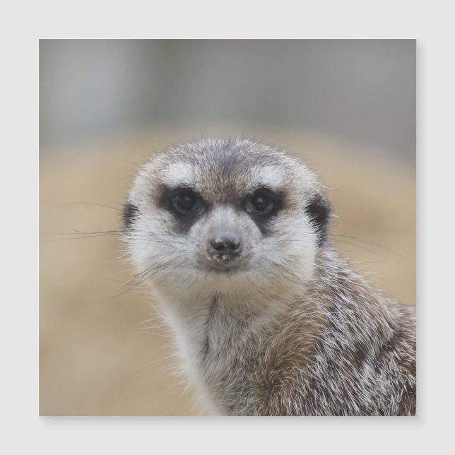 Meerkat 022 (Devant)