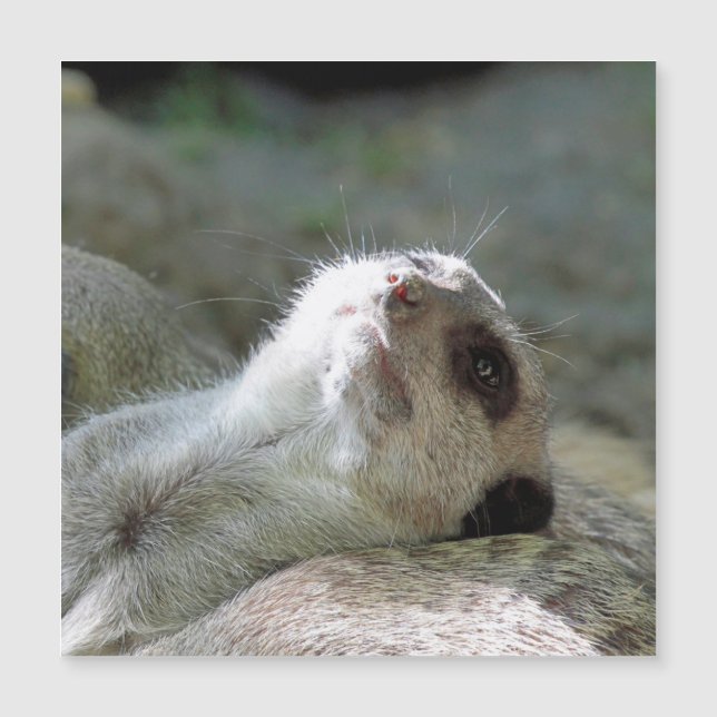 Meerkat 024 (Devant)