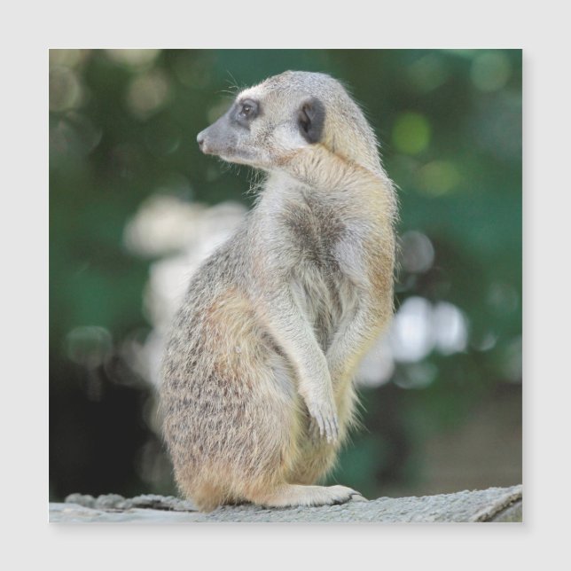 Meerkat 025 (Devant)