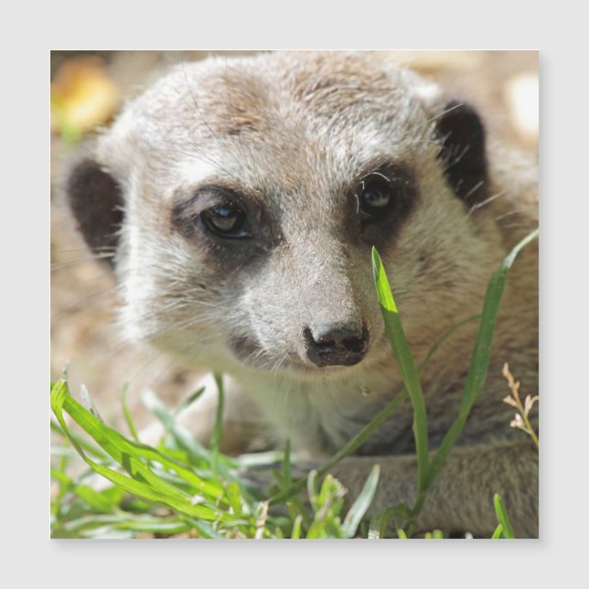 Meerkat 026 (Devant)