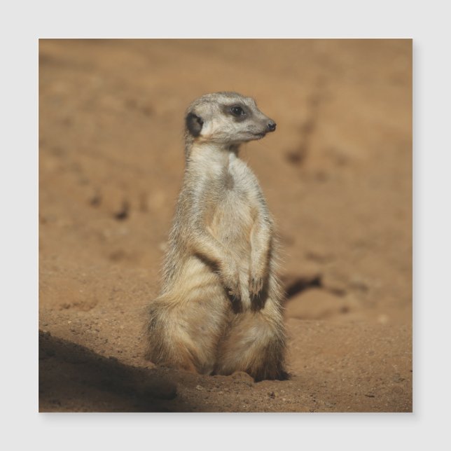 Meerkat 027 (Devant)
