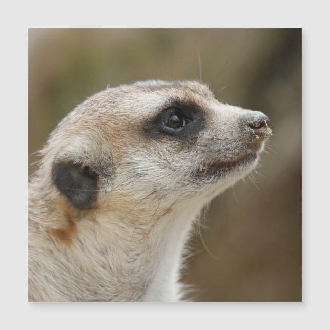 Meerkat 028 (Devant)