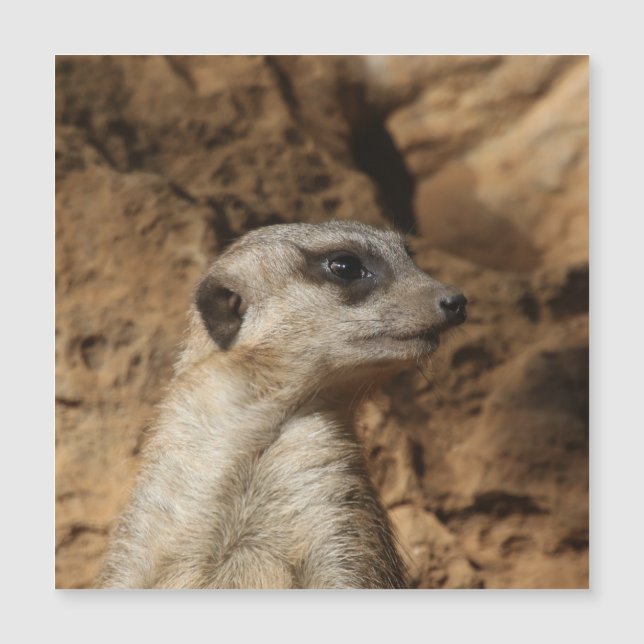 Meerkat 029 (Devant)