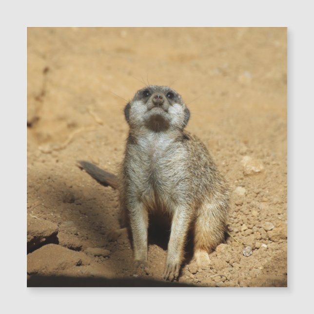 Meerkat 031 (Devant)