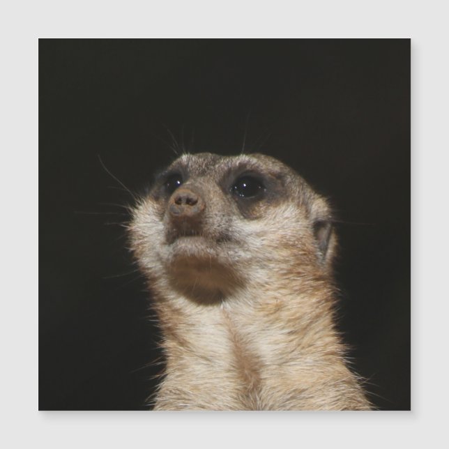 Meerkat 032 (Devant)