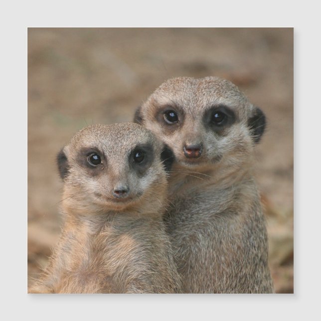 Meerkat 033 (Devant)