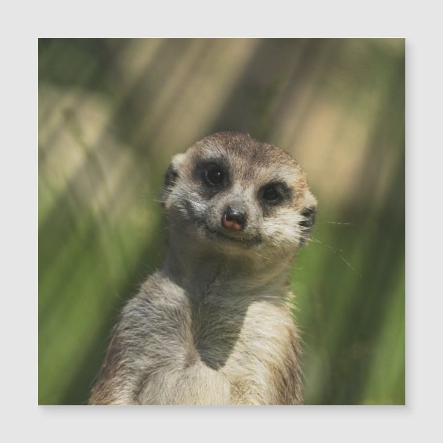 Meerkat 034 (Devant)