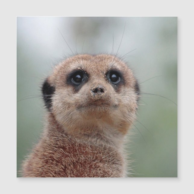 Meerkat 036 (Devant)