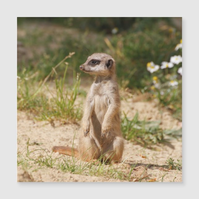 Meerkat 038 (Devant)