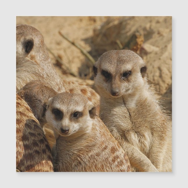 Meerkat 039 (Devant)