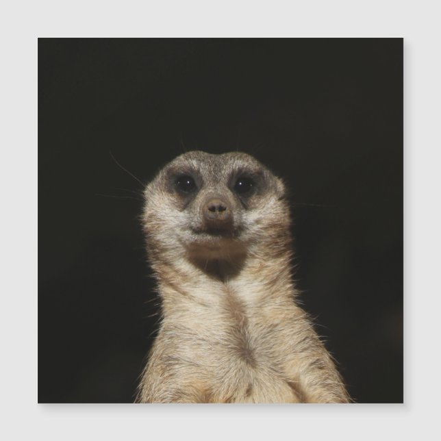Meerkat 040 (Devant)