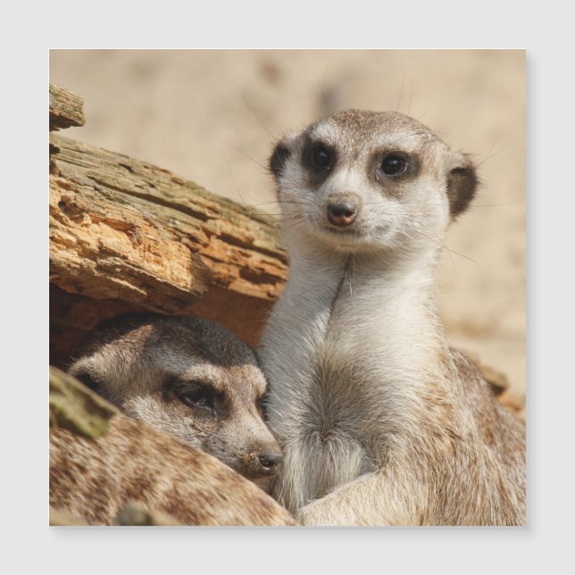 Meerkat 042 (Devant)