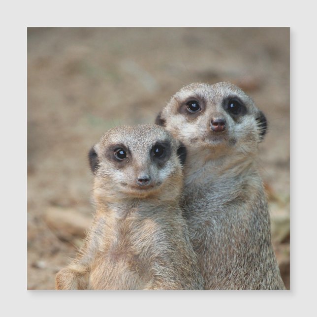 Meerkat 047 (Devant)