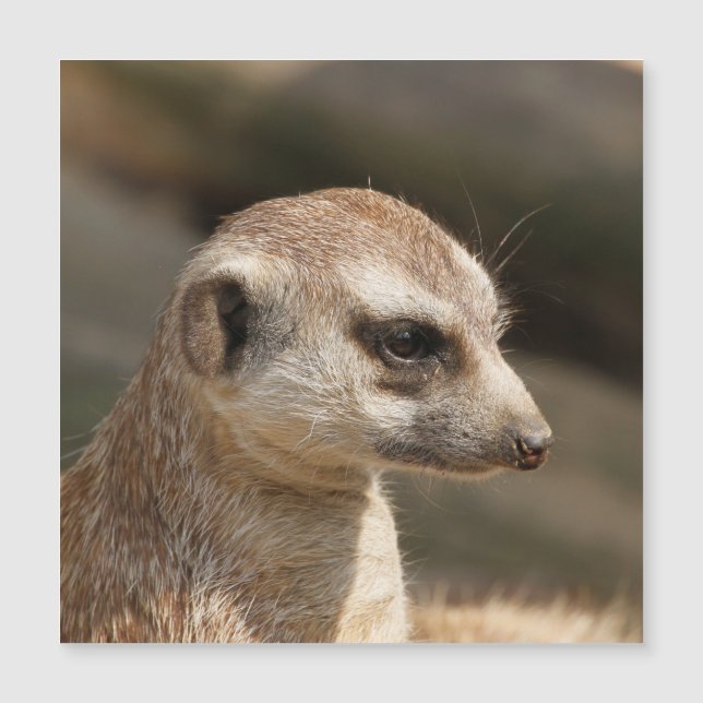 Meerkat 048 (Devant)