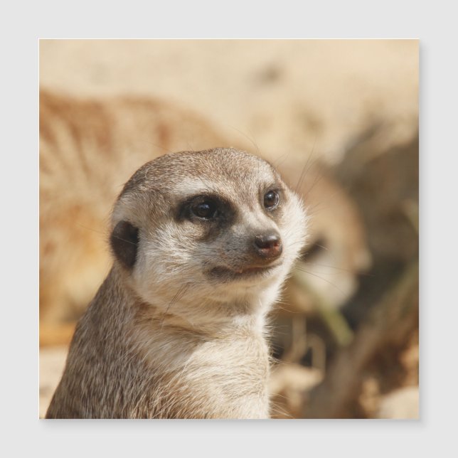 Meerkat 052 (Devant)
