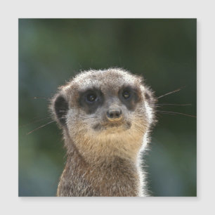 Meerkat 068