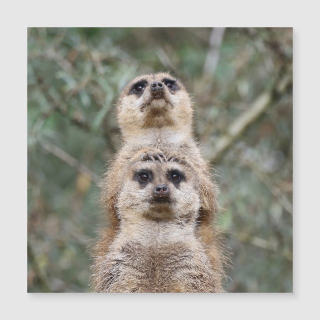 Meerkat 081 (Devant)