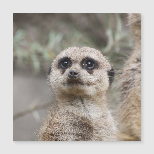 Meerkat 082 (Devant)