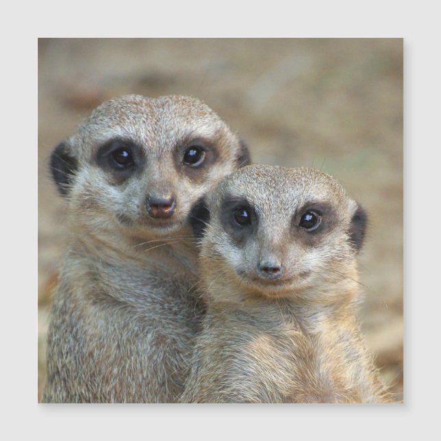 Meerkat 085 (Devant)