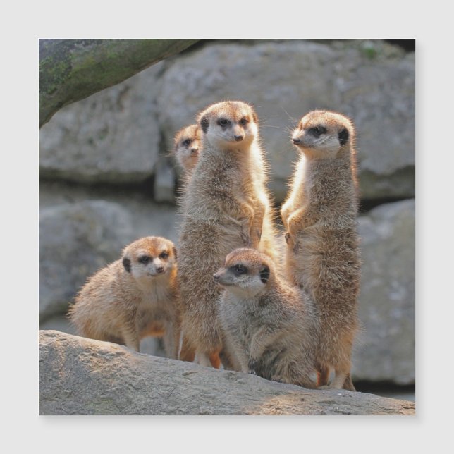 Meerkat 110 (Devant)