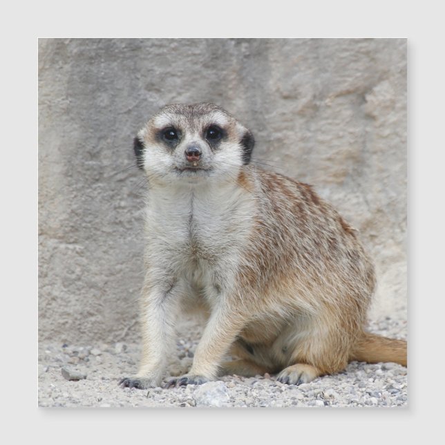 Meerkat 134 (Devant)
