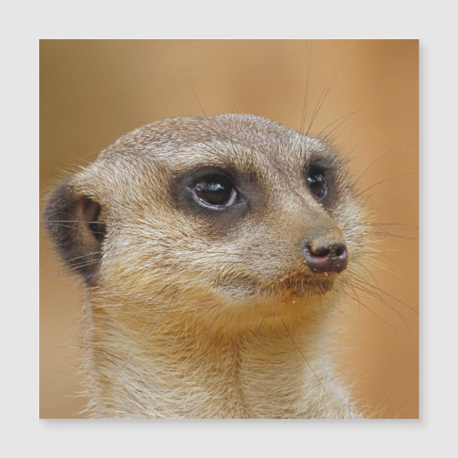 Meerkat 154 (Devant)