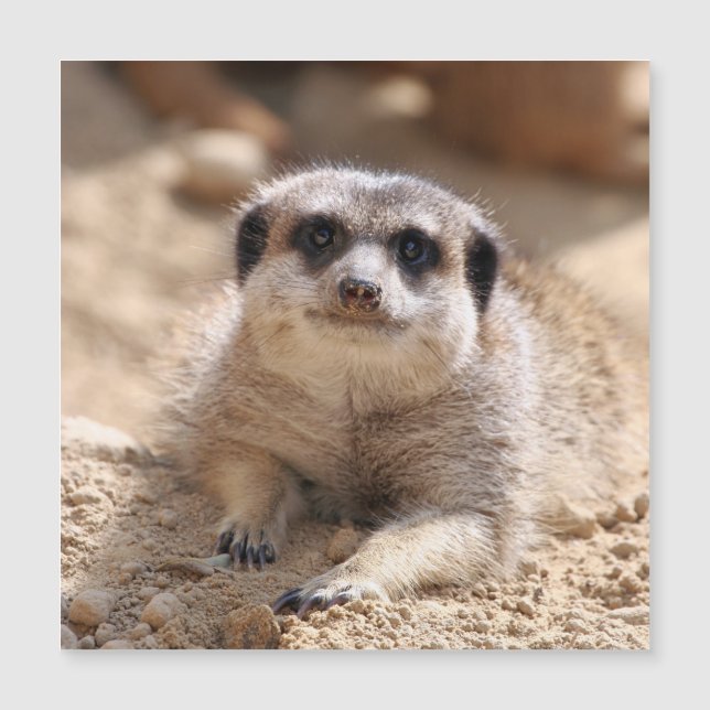 Meerkat 174 (Devant)