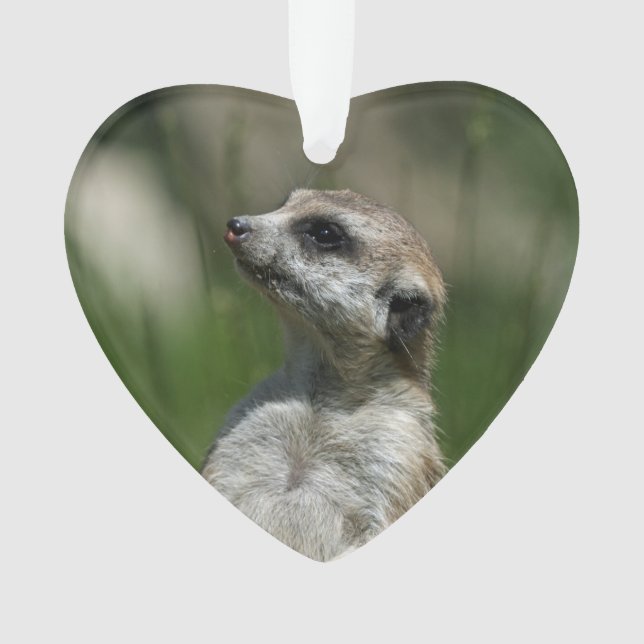 Meerkat_2014_1006 (devant)