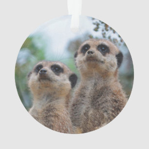 Meerkat_2015_0410