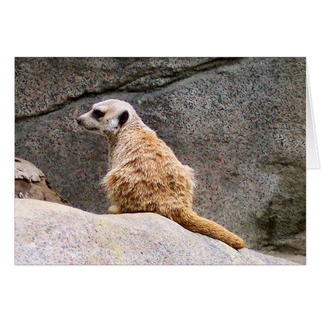 Meerkat #3 (Devant horizontal)