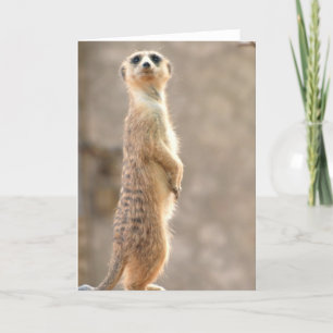 Meerkat à la carte de voeux d'attention