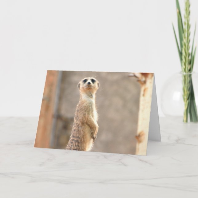 Meerkat à la carte de voeux d'attention (Devant)