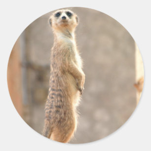 Meerkat à Stickers Attention