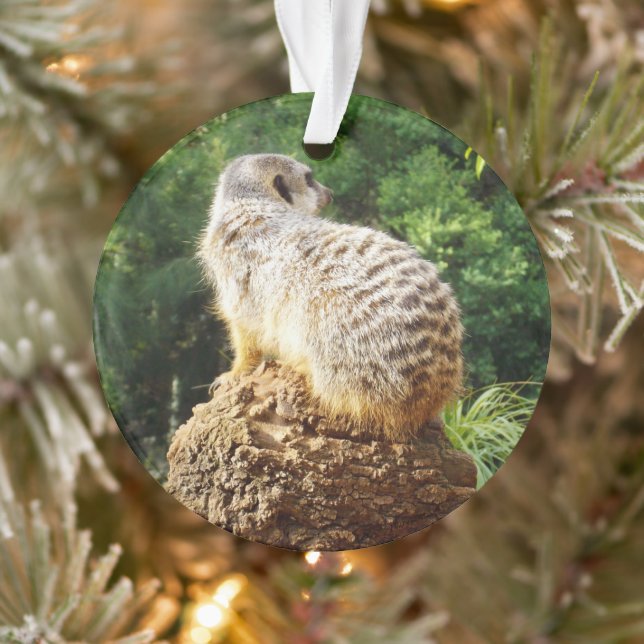 Meerkat, Avec De Hautes Vues, (Arbre)