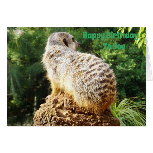 Meerkat Avec Une Vue Élevée Des Souhaits D'Anniver (Devant horizontal)