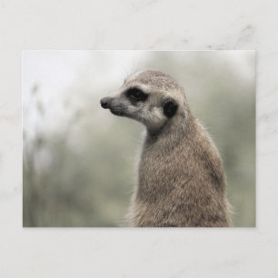 Meerkat en service de garde - Carte postale