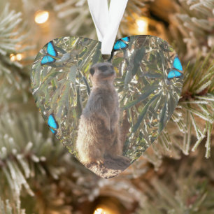 Meerkat Et Papillons,