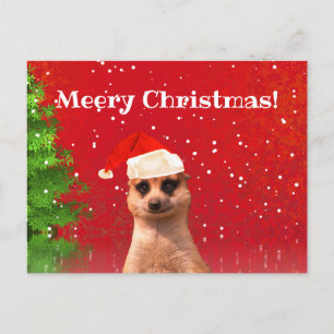 Meerkat Joyeux Noël drôle Carte postale de Noël