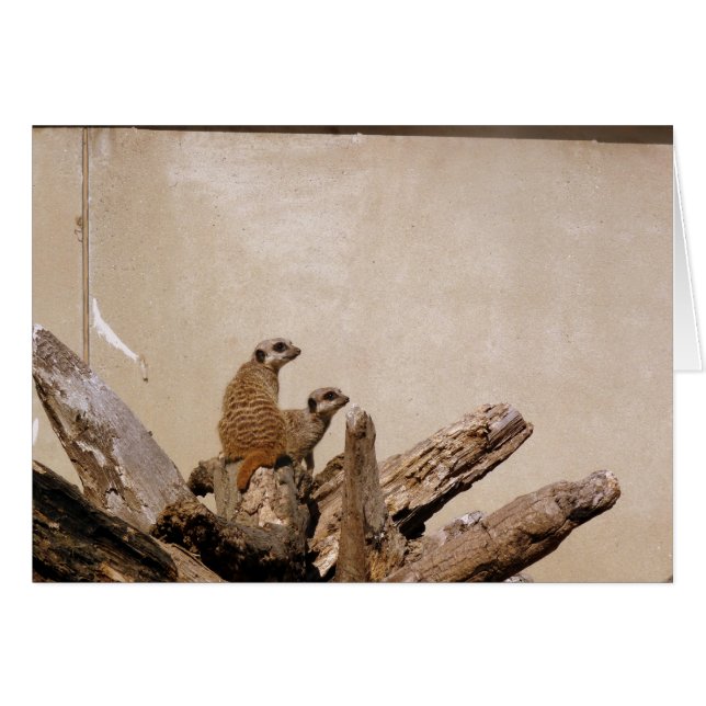 Meerkat Lookout (Devant horizontal)