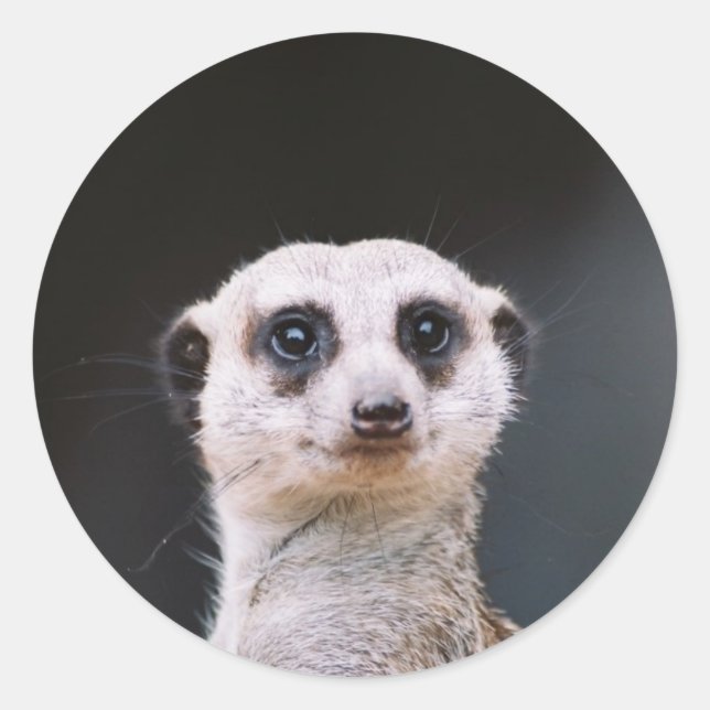Meerkat Lookout autocollant rond (Devant)