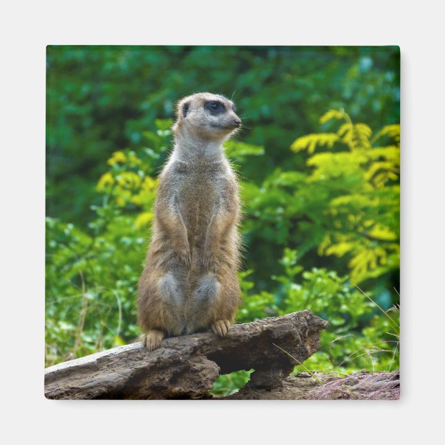 Meerkat Magnet (Devant)