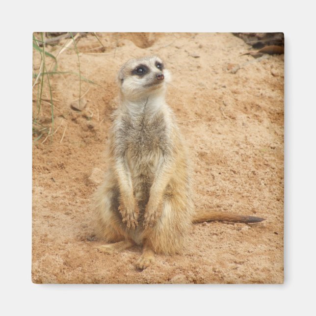 Meerkat Magnet (Devant)