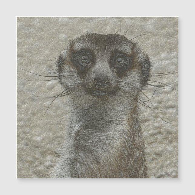 meerkat métallique (Devant)