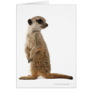 Meerkat ou Suricate - Suricata suricatta