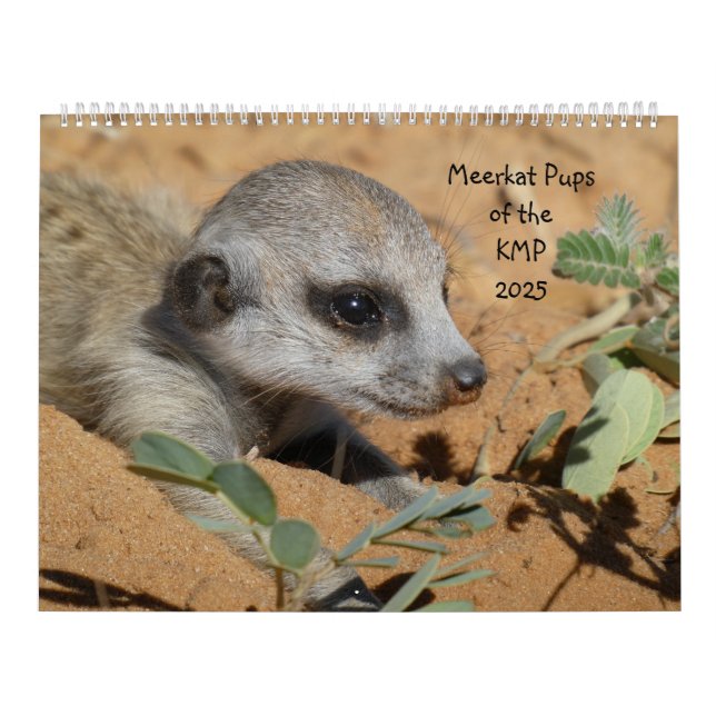 Meerkat Pups du calendrier KMP 2025 (Protection)