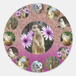 Meerkat rose Surprise, Stickers